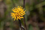 Chapman's crownbeard